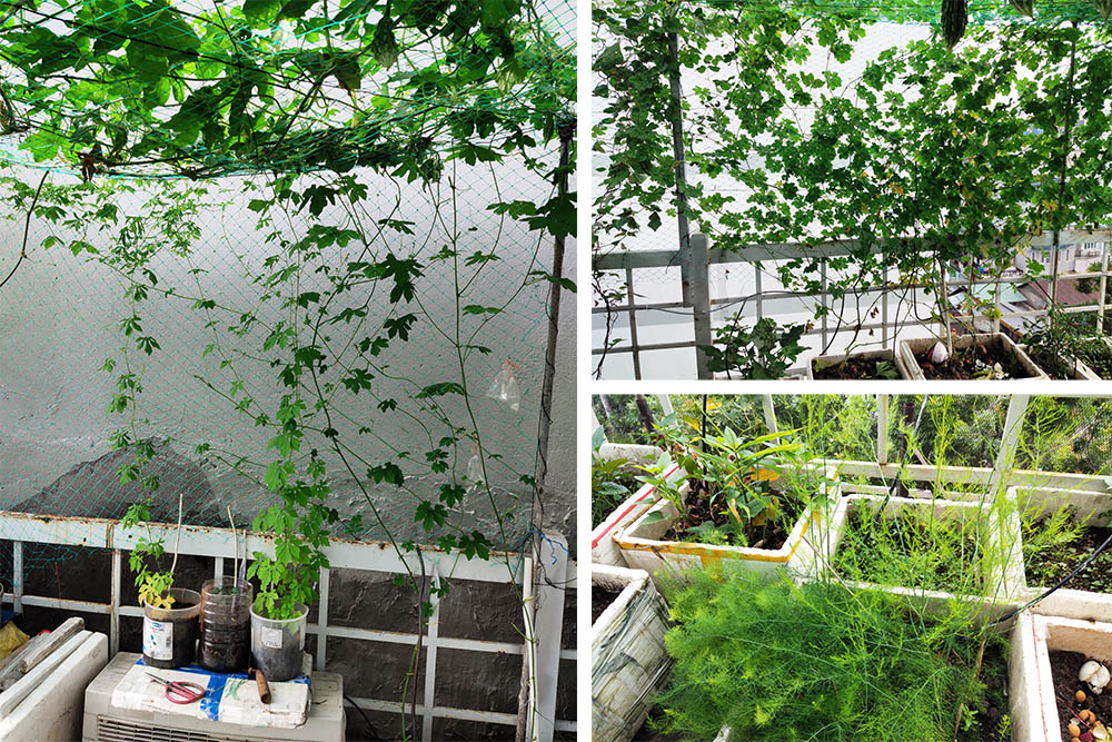 Mô hình trồng rau trên sân thượng sử dụng phân bón ủ cơ đang rất được ưa chuộng