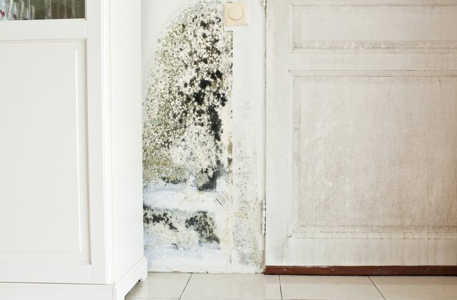 Loại bỏ nấm mốc gây mùi hôi trong nhà vào mùa mưa